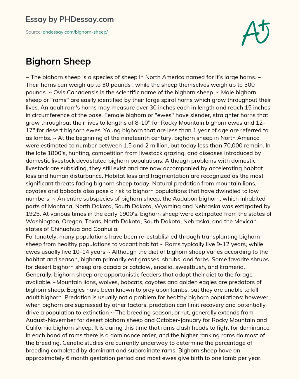 Bighorn Sheep essay
