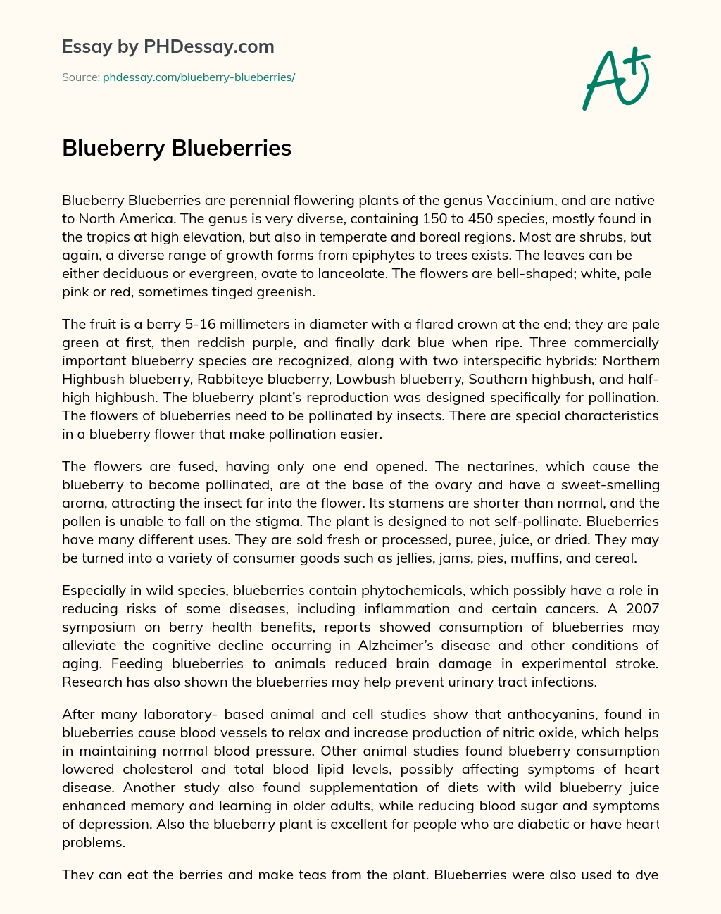 Blueberry Blueberries essay