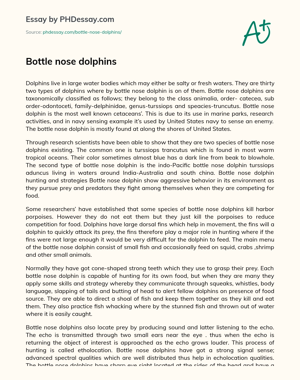 Bottle nose dolphins essay