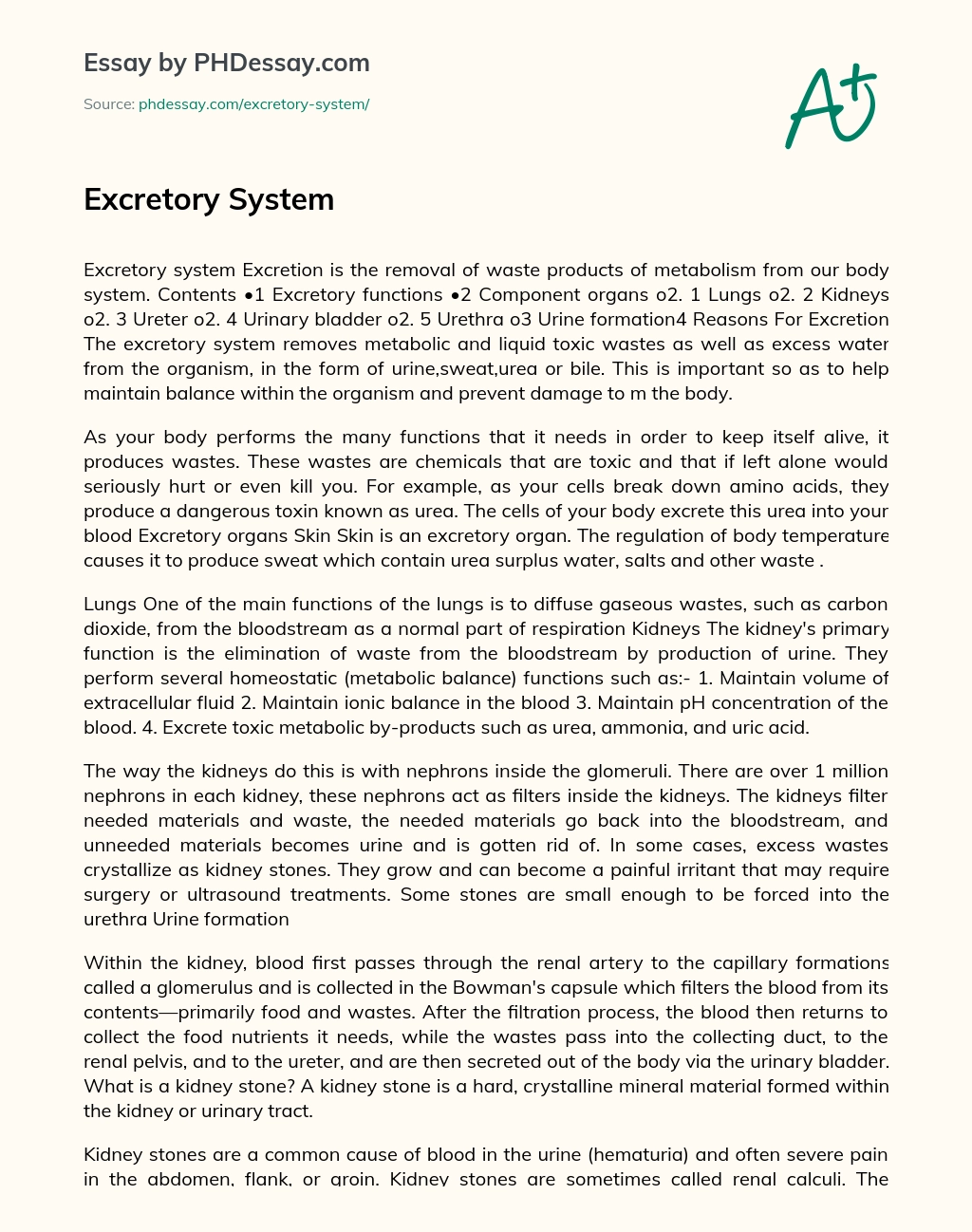 Excretory System essay