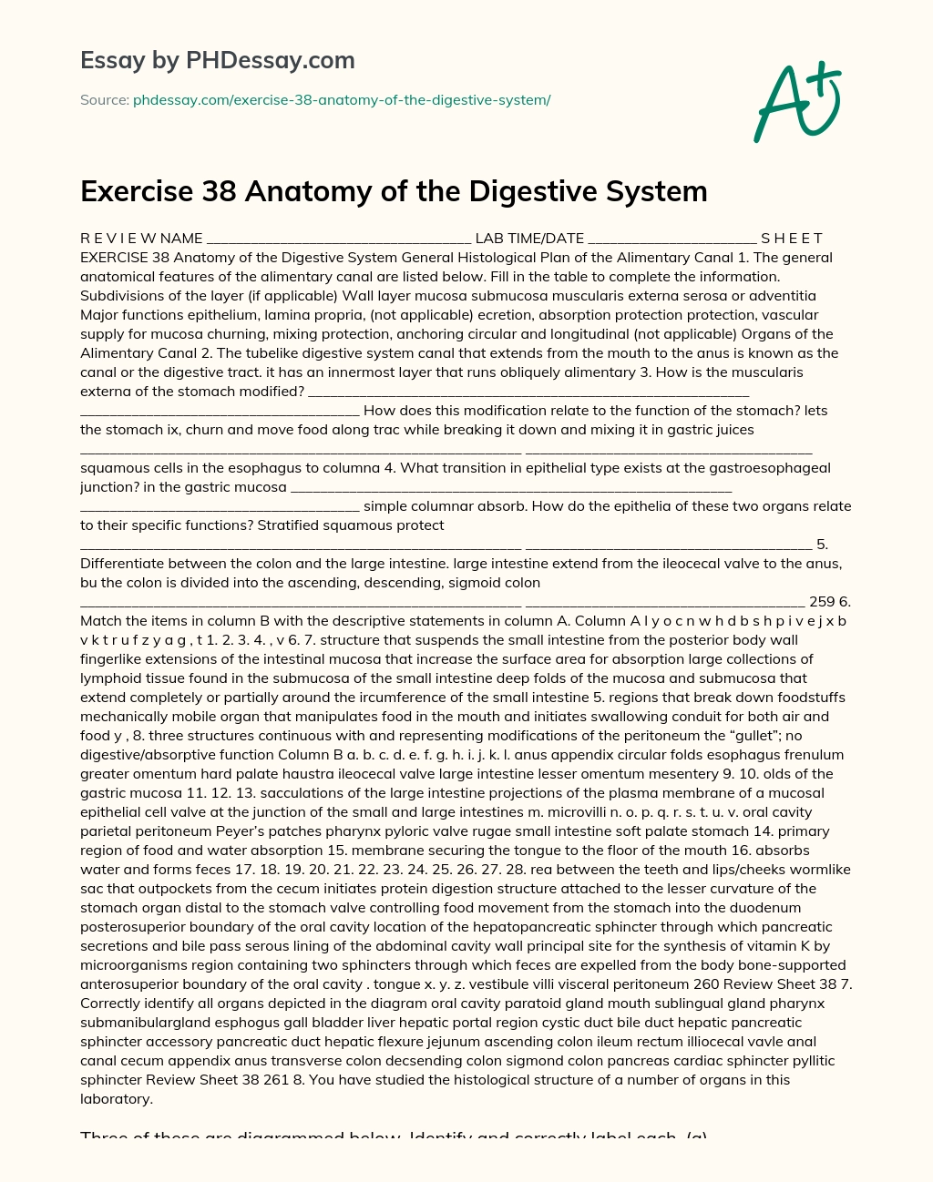 Exercise 38 Anatomy of the Digestive System essay