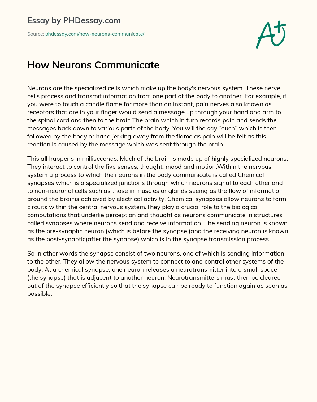 How Neurons Communicate essay