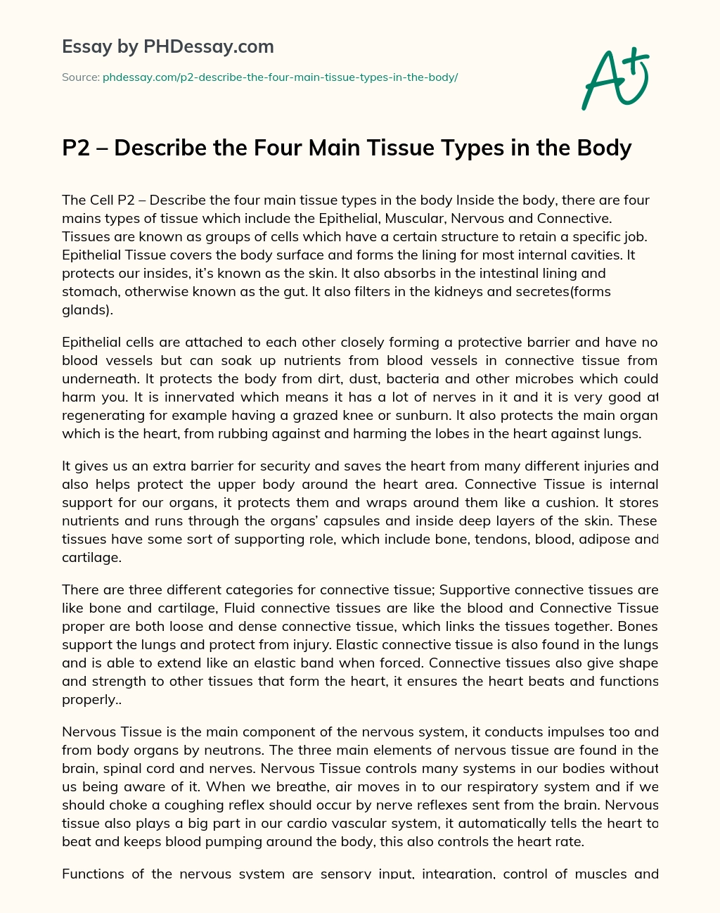 P2 – Describe the Four Main Tissue Types in the Body essay