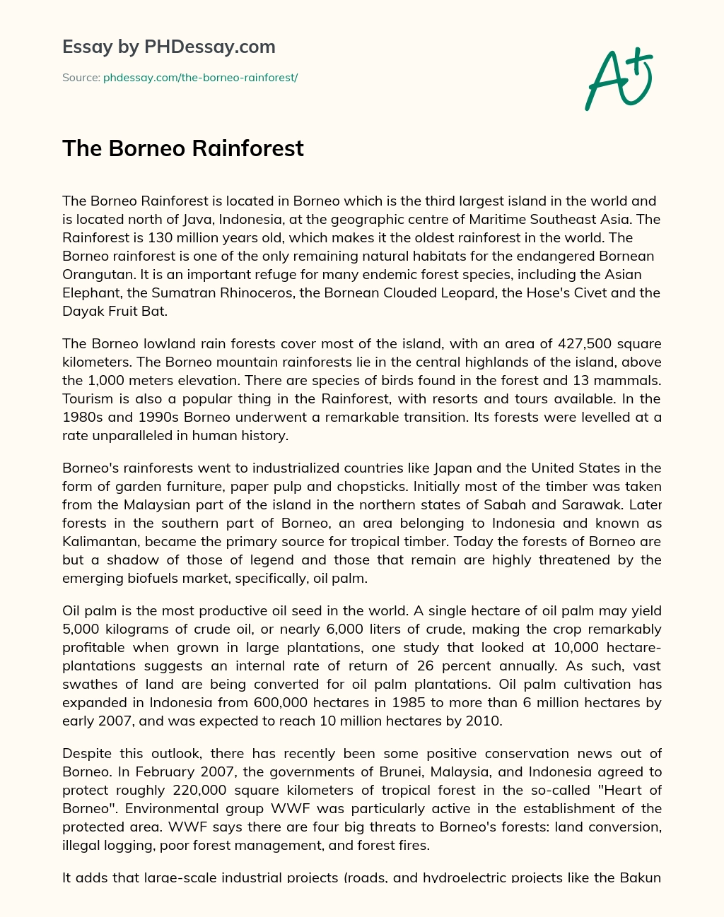 The Borneo Rainforest essay